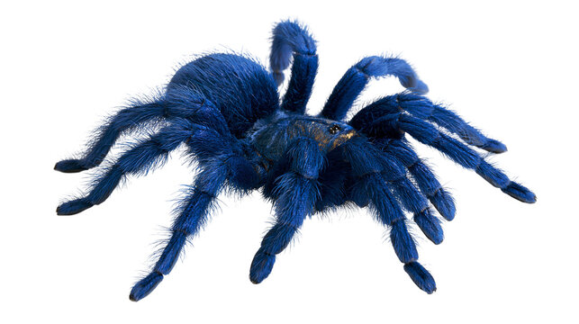 Vibrant blue hairy tarantula spider with long legs