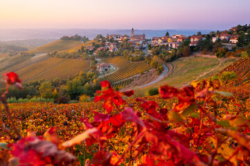 Naklejka premium sunset view of Treiso village surrounded by colorful autumn vineyards in Langhe region, Piedmont, Italy