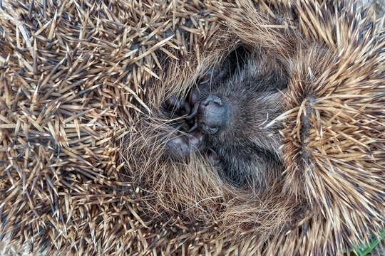 Erinaceus europaeus. Common or European hedgehog, curled up.