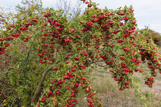 Crataegus monogyna. Hawthorn shrub with its red fruits in autumn.