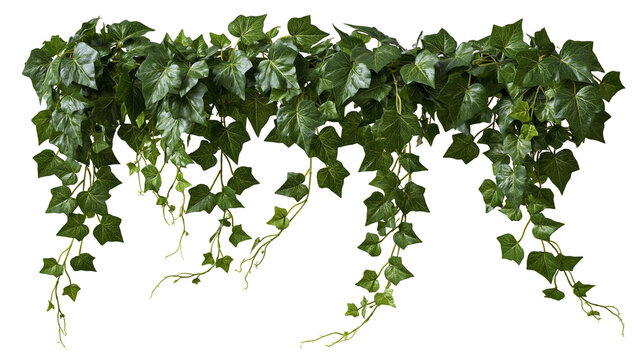 Lush green hanging ivy vine garland with detailed pointed leaves
