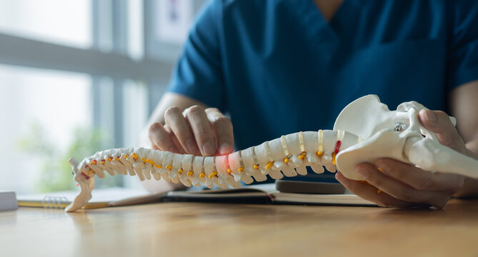 expertise physical therapist hand pointing on spine of human skeleton to advise patient to treatment in medical clinic office for healthcare concept
