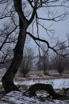 A bleak winter landscape, a gnarled, bare tree set against a snow-covered field and hill. The melancholic atmosphere of late autumn on an overcast day.