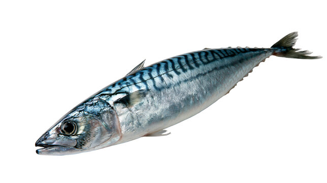 Fresh Atlantic mackerel fish with iridescent blue and silver striped skin