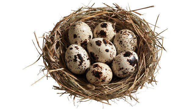 Spotted quail eggs nestled inside a woven dry grass bird nest