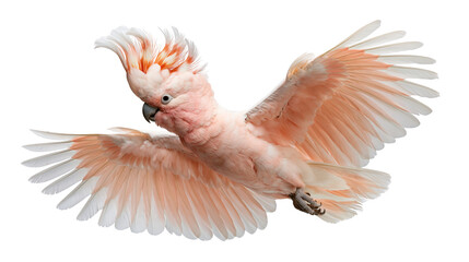 Major Mitchells cockatoo with pink and white plumage in flight © Clementine