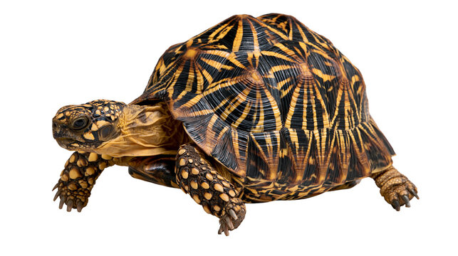 Indian star tortoise with intricate yellow and black geometric shell pattern