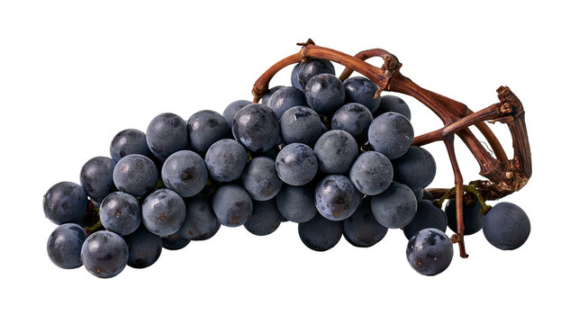Fresh cluster of dark purple grapes with a woody brown stem