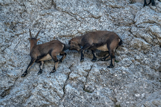 Bouquetins dans le massif du Vercors &agrave; l' automne, , jouant sur les rochers au Pas de Serre Brion ,  Alpes