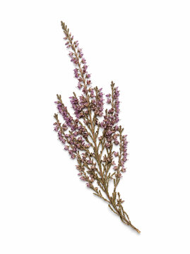 Delicate pressed heather sprig, a beautiful botanical specimen captured against a clean white background, perfect for nature-inspired designs