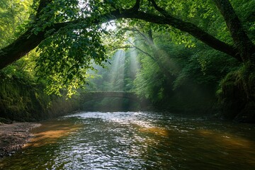 Obraz premium The River in a Sunlit Forest with Dappled Light and Tranquil Waters
