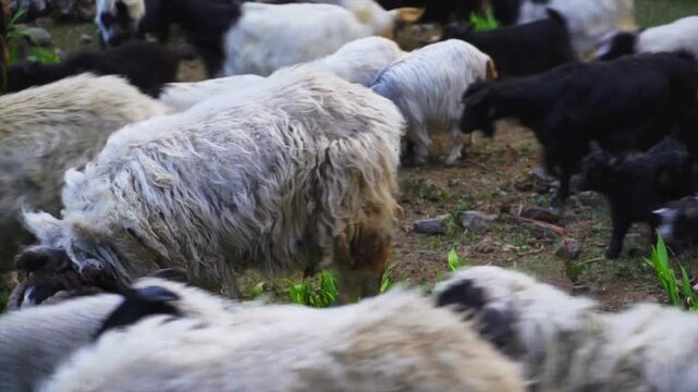 Fluffy Rams With Curled Horns Locking Heads While Grazing With Goats in a Rocky Field