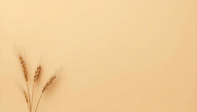 wheat ears on old paper background