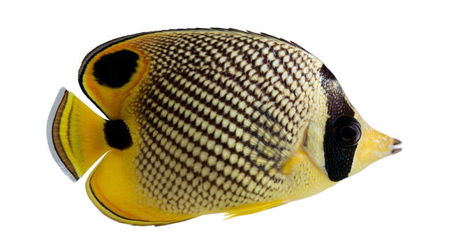 Yellow speckled butterflyfish with black eye stripe and tail spot