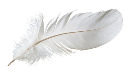 Single soft white bird feather with delicate downy barbs and central quill © Lysander
