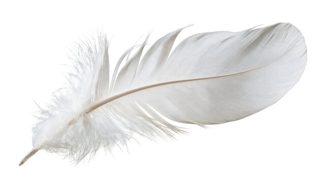 Single soft white bird feather with delicate downy barbs and central quill