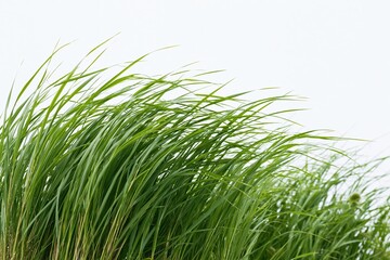 Obraz premium The Grass Blades in a Windy Field of Lush Green Serenity