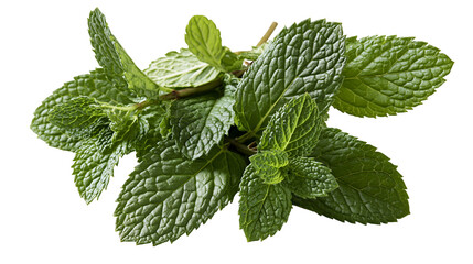 Fresh green peppermint leaves bunch with serrated edges © Lysander