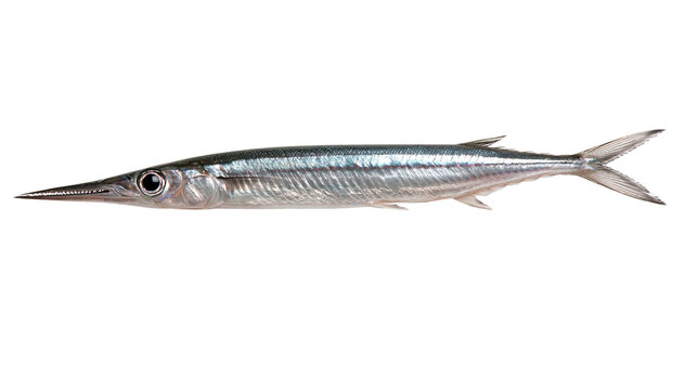 Long slender needlefish with silver scales and sharp pointed beak