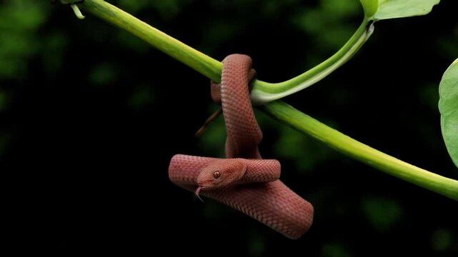 Mangrove pit viper (Trimeresurus purpureomaculatus) displaying striking reddish-orange coloration and strongly keeled scales, native to coastal regions of Southeast Asia.