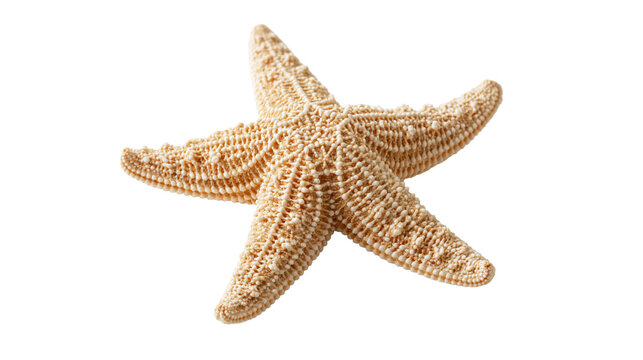 Textured beige starfish with five arms and bumpy surface detail