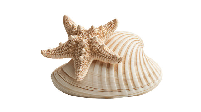 Textured beige starfish resting on a large ribbed white seashell