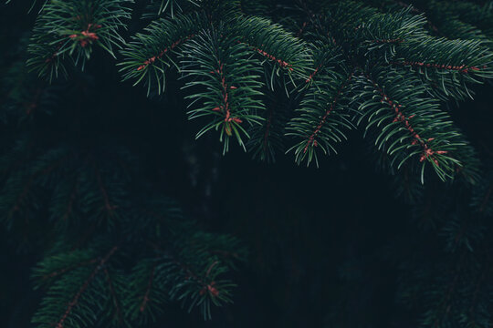 Real dark green spruce branches form a heavy natural border against a deep shadow. Suits a vintage campaign and christmas card holiday background with copy space in the centre.