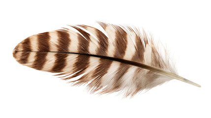 Brown and white striped bird feather with detailed quill and soft barbs © Eustace
