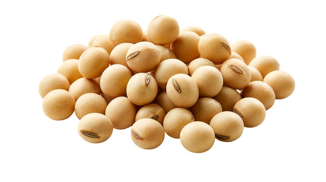 Pile of raw organic dried soybeans with beige skins and dark hilum marks