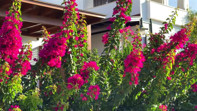 A close-up view of vibrant magenta bougainvillea climbing up the porch and wooden pergola of a modern white coastal villa in sunlight.