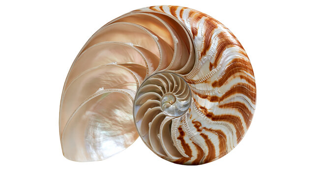Cross section of a chambered nautilus shell with spiral pattern and pearlescent interior