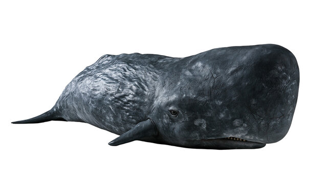 Large sperm whale with textured grey skin and blunt head profile