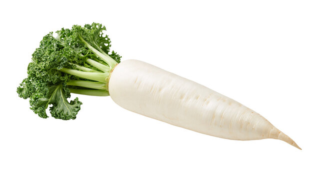 Fresh white daikon radish with vibrant green leafy kale tops