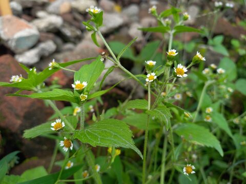 Tiny white daisy-like wildflowers blooming on Galinsoga weed plant with blurred stones background