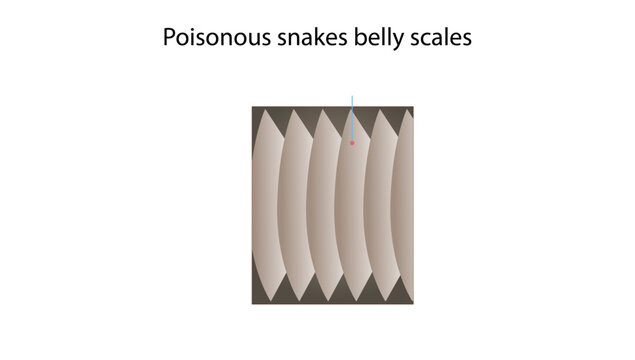 Poisonous snakes belly scales, Medical forensic illustration showing the belly (ventral) scales of a poisonous/venomous snake. Useful for forensic medicine, zoology, toxicology, and medical education.