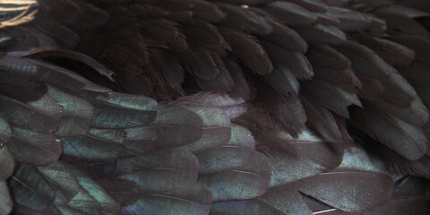 black chicken feather texture with metallic green sheen and natural pattern © Hendri