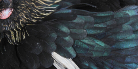 black chicken feather texture with metallic green sheen and natural pattern © Hendri