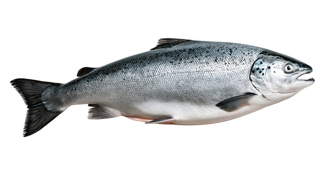 Fresh whole Atlantic salmon fish with silver scales and spotted skin