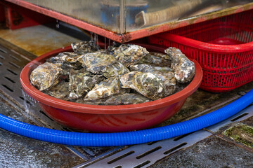 Fresh raw rock oysters piled in red plastic basin at Jagalchi Fish Market in Busan, South Korea. © 완수 안