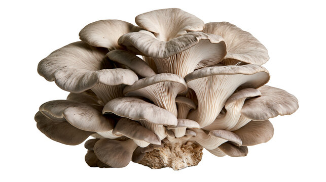 Fresh cluster of grey oyster mushrooms with broad caps and visible gills