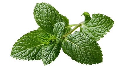 Fresh green peppermint leaves sprig with serrated edges and textured surface © Ari