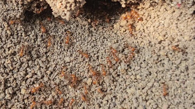 Red ants emerging in groups from their nest entrance, showing active insect colony behavior.