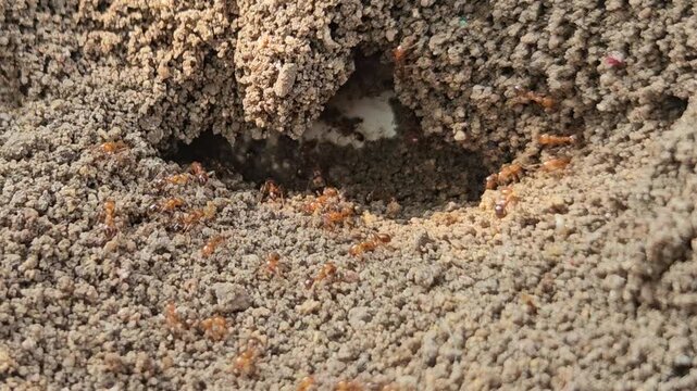 Red ants emerging in groups from their nest entrance, showing active insect colony behavior.