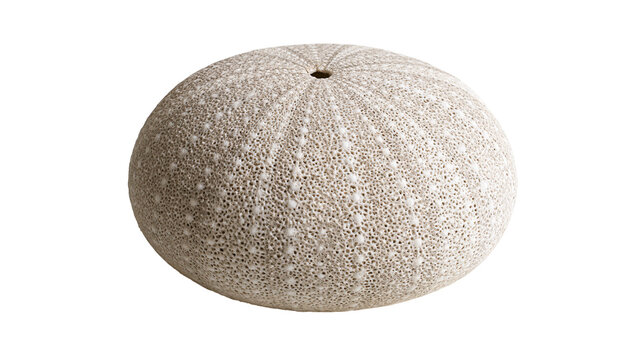 Dried beige sea urchin shell with porous texture and radial symmetry