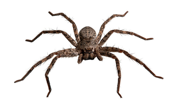 Large brown wolf spider with hairy legs and detailed body texture