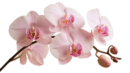 Delicate light pink Phalaenopsis orchid branch with blooming flowers and buds © Ari