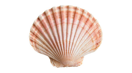 Fan shaped scallop shell with radial ridges and orange brown patterns © Ari