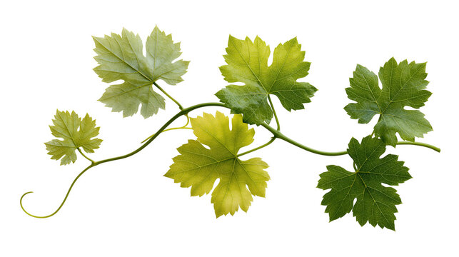 Fresh green grape vine branch with serrated leaves and curling tendril