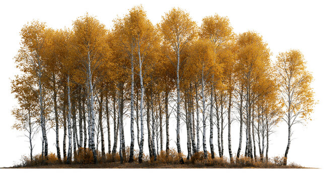 Group of tall birch trees with vibrant yellow autumn foliage