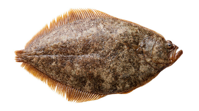 Fresh raw whole flounder fish with mottled brown skin and textured fins